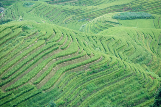Terraced fields
