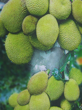 Jackfruit in Zhanjiang