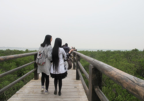 A mangrove wetland park in Zhanjiang A mangrove wetland park in Zhanjiang