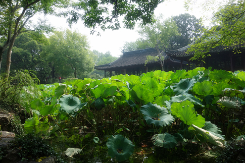 Lotus leaves in Humble Administrator's Garden