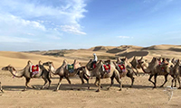 silk road and Camels, the history and future